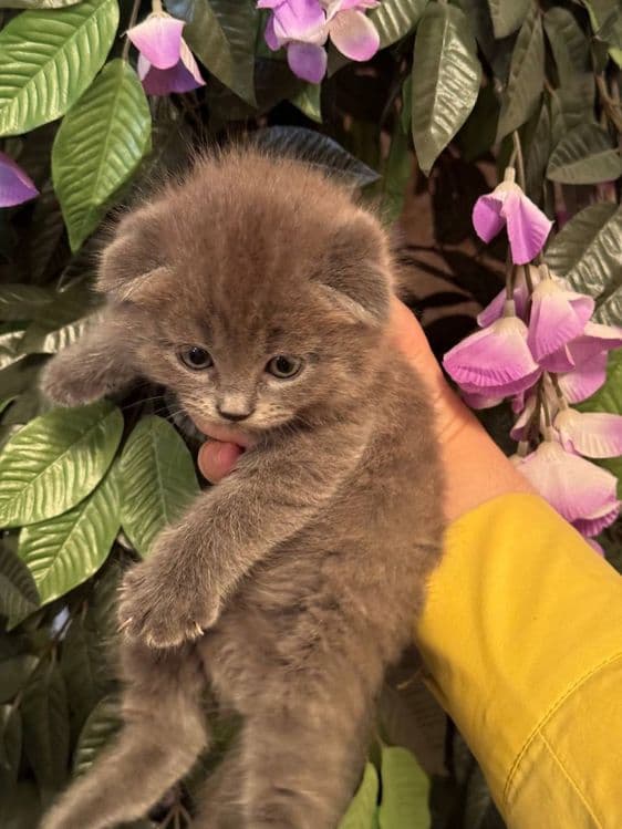 Scottish fold & strayt, toza paroda — 1