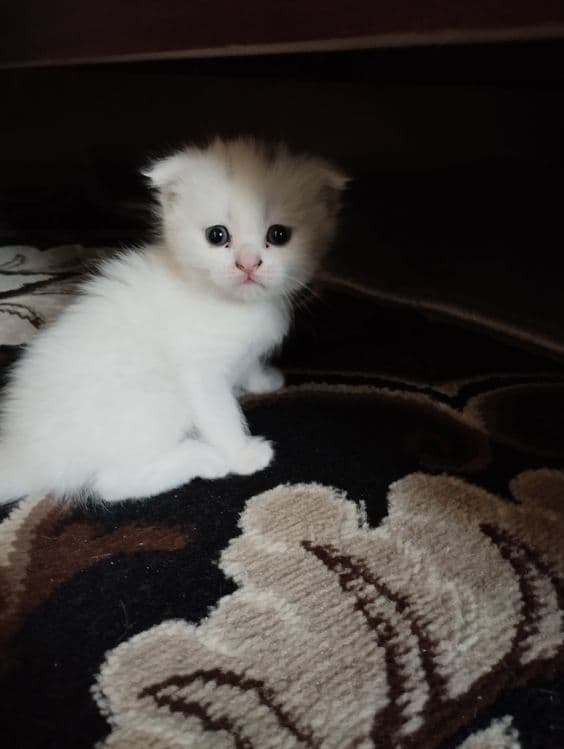 Скоттиш фольд от правильной вязки — 1