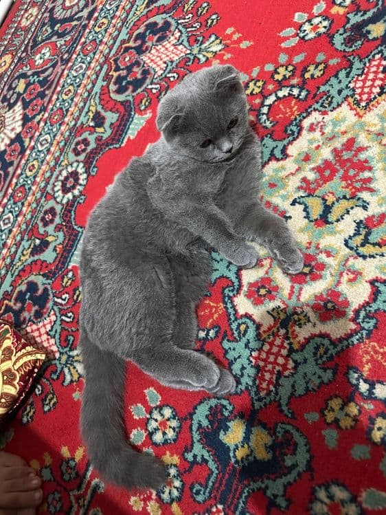 Кошка породистое скоттишфолд — 1