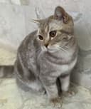Mushuk (British Shorthair)