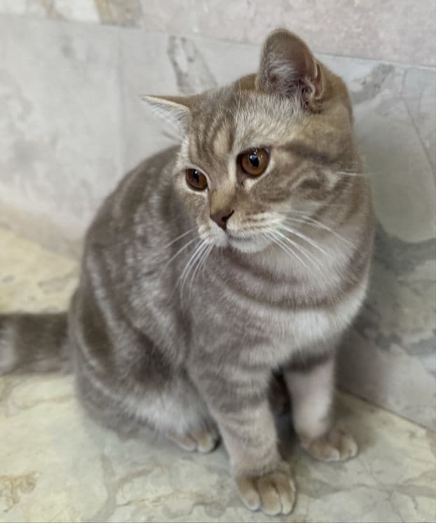 Mushuk (British Shorthair) — 1