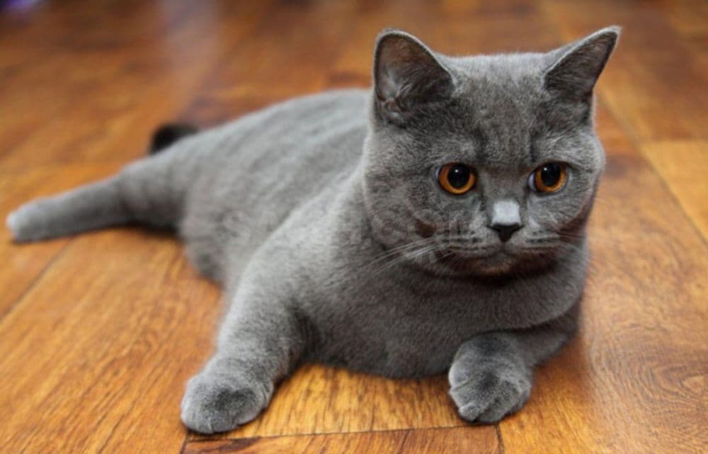 Scottish stray qiz bola sotiladi — 1