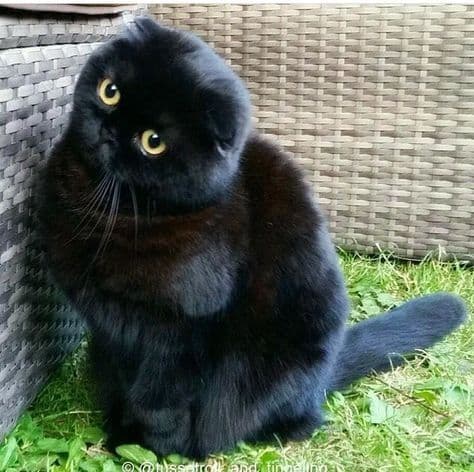 Scottish fold qiz bola sotiladi — 1