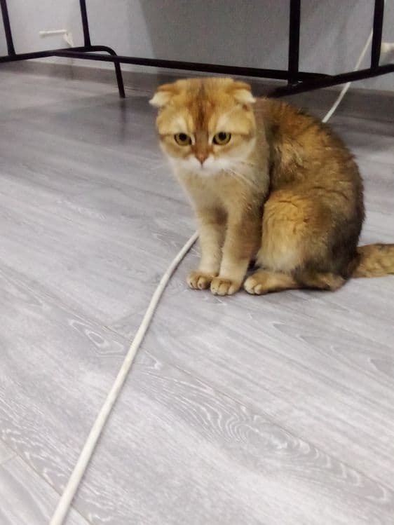 mushuk sotiladi. yoshi 1yarim jinsi erkak.sogʻlom — 1