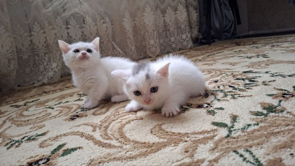 Mushuk bolasi sotiladi skotsh strayd — 1