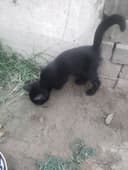 Кошка британская