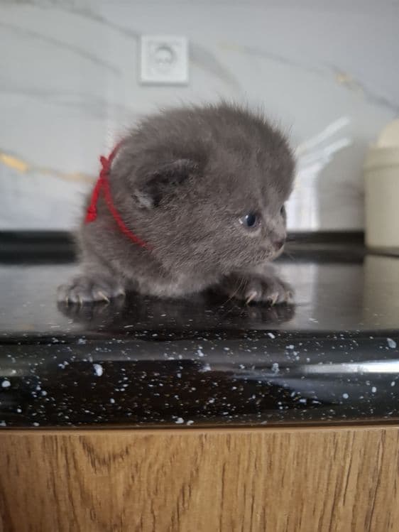 Jizzax cat huose — 1