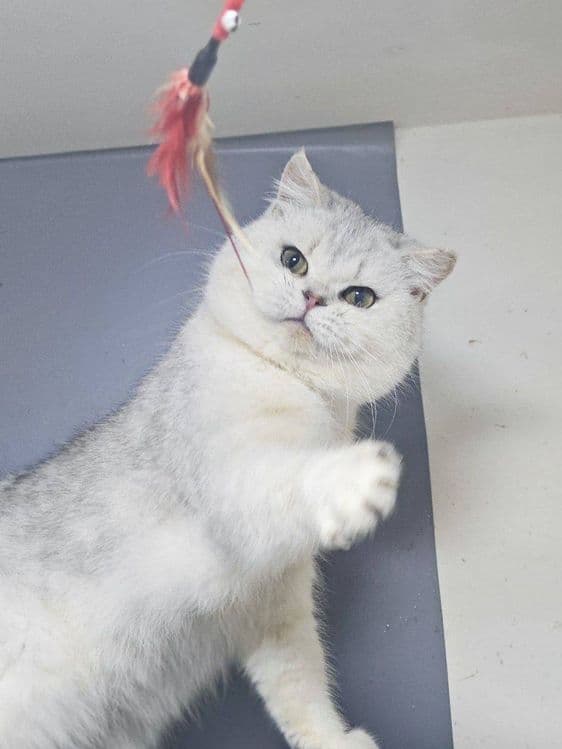 Sotilad Biritaniskiy Serebristiy shinshila silkitish fold 2 ta mushu — 1
