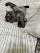Scottish fold mushuk