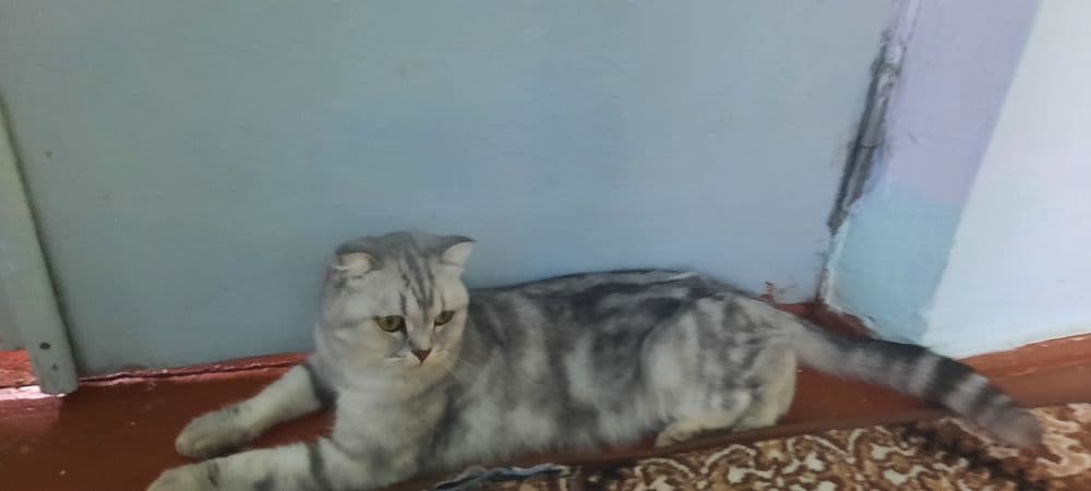 Mushuk zoti shinshila — 1