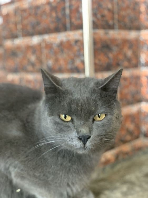 British Shorthair mushuk sotiladi — 1