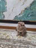 Scottish Fold (qulog'i qayrilgan)