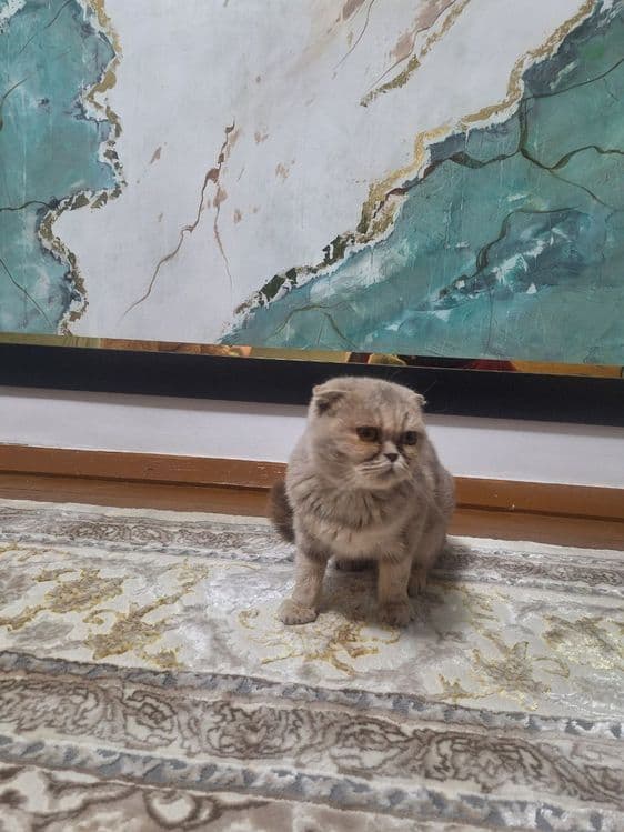 Scottish Fold (qulog'i qayrilgan) — 1