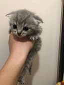 скотиш фолд 1ярим ойлик 2та