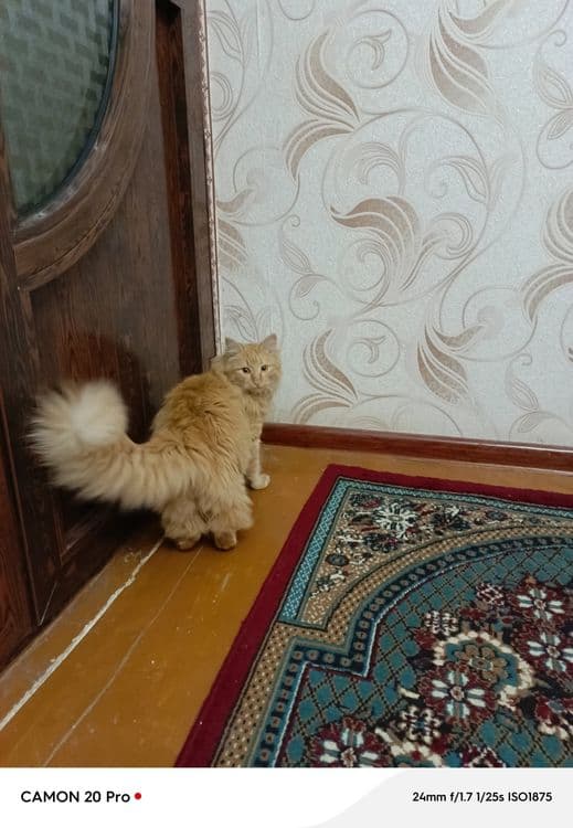 Мейн-кун 1 ёш мушук — 1