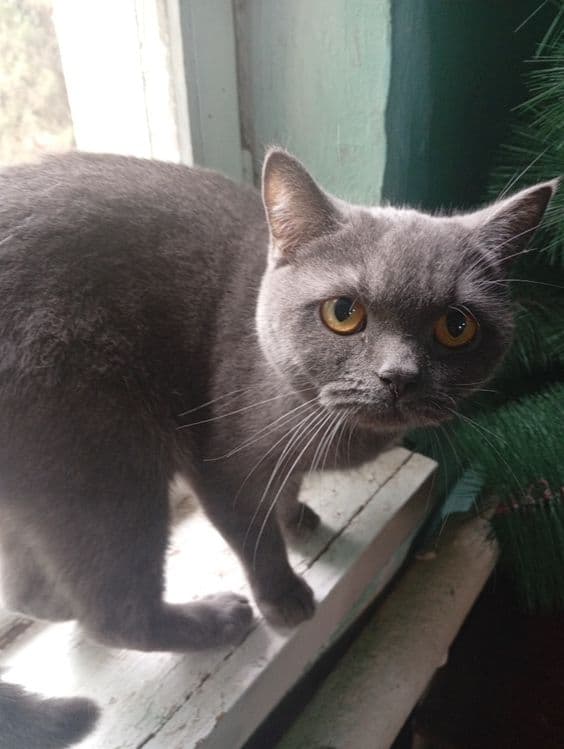 Britan kalta junli (British Shorthair) mushugi sotiladi.
M — 1
