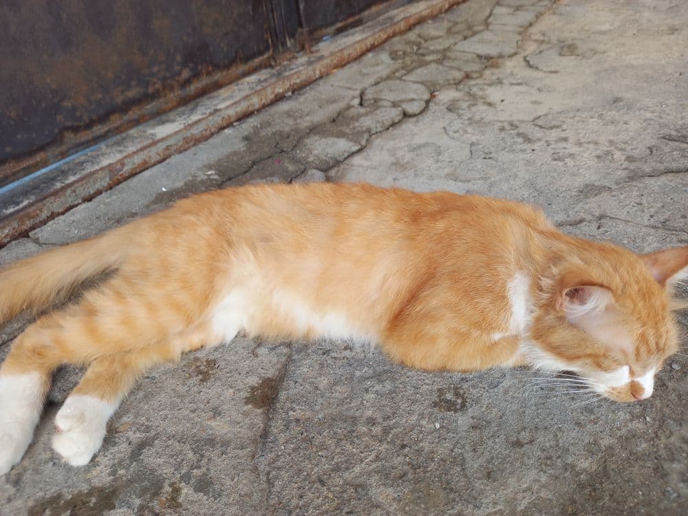 Kimga zottor mushuk kerak busa aloqaga chiqamiz — 1
