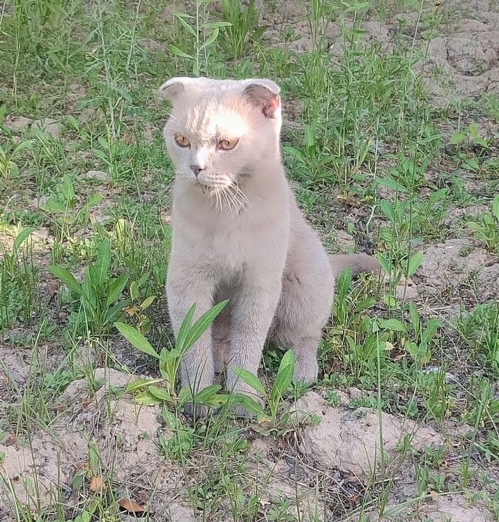 Scottish Fold mushugi sotiladi — 1