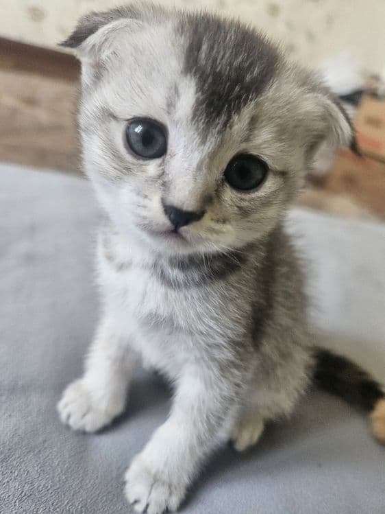 Scottish Fold toza qon — 1