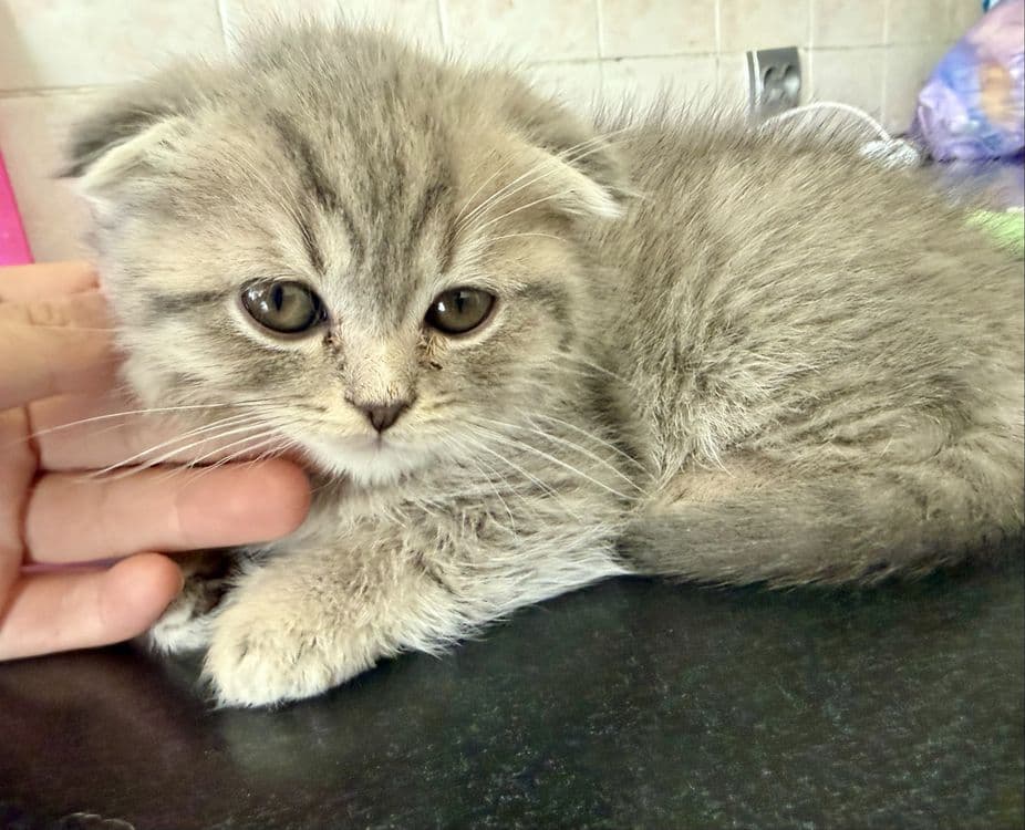 Shotlandskiy scottish fold va strayt mushuklar sotiladi — 1