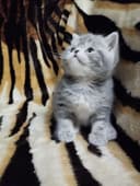 Продаёться Котёнок