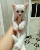 Продам котят белые