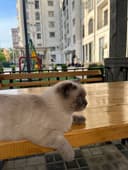 Rechirt Shahrisabz вязка