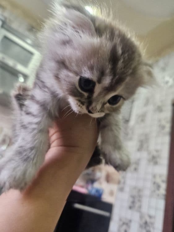 Scottish Fold toza qon — 1