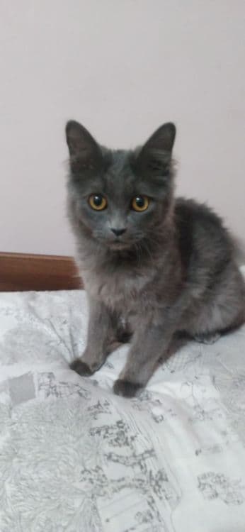 Скотиш страйт кошка — 1