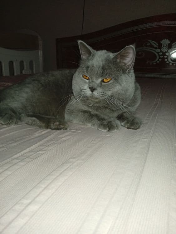 Britan erkak mushuk sotiladi — 1