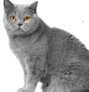 Zoti: Scotish straight