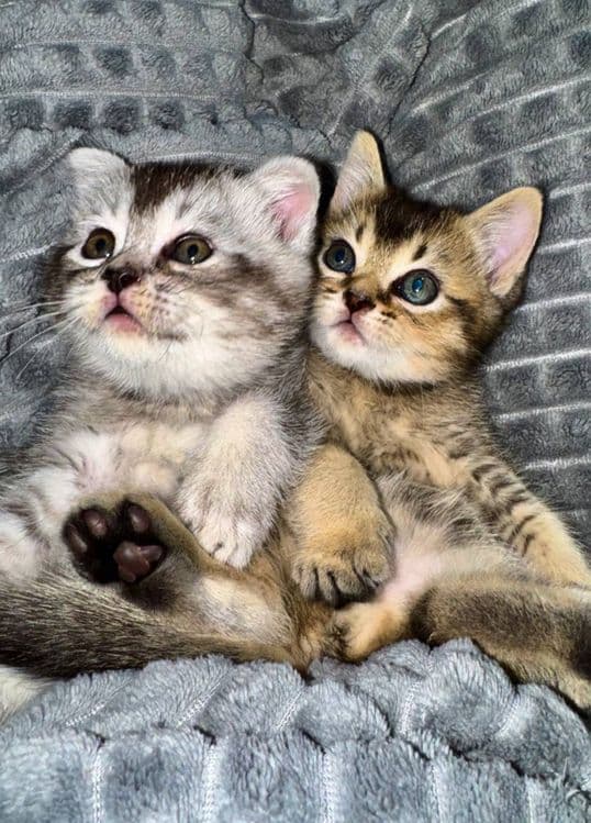 Котята Скотиш страит и Скотиш фолд, шиншилы — 1