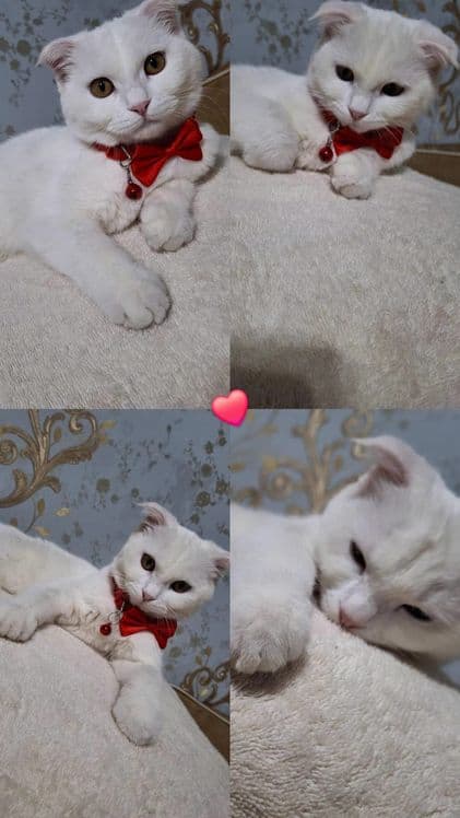 Скотиш фолд мушукча — 1