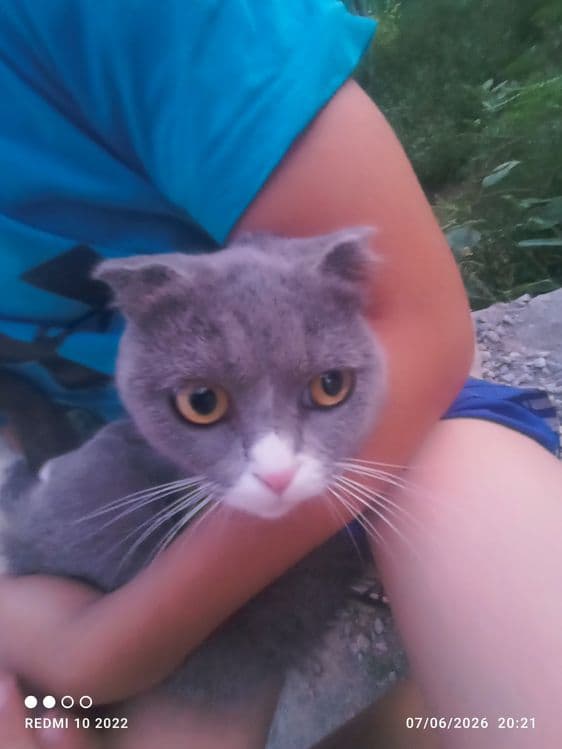 Zoti: Scottish fold — 1