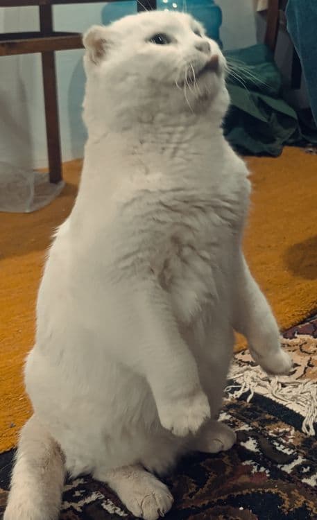 Scottish fold срочно сотилади — 1