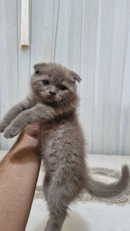 скотиш фолд угил бола — 1