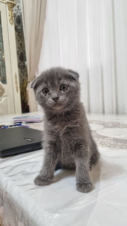 скотиш фолд 2та угил — 1