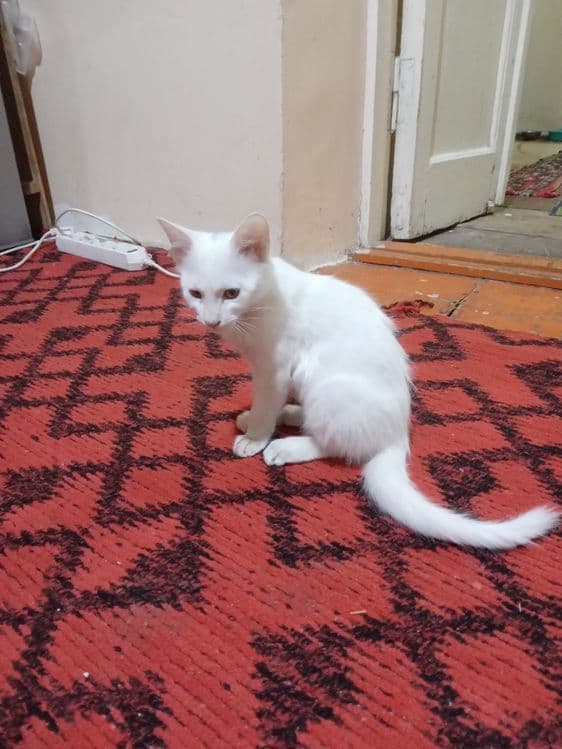 Turetski angor mushuk 2 oylik — 1