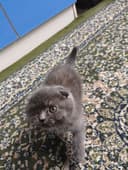 КОТЁНОК Mushuk sotiladi