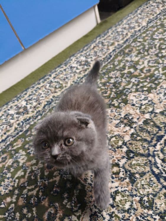 КОТЁНОК Mushuk sotiladi — 1