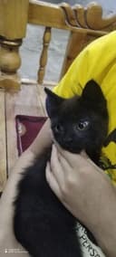 Mushukchalar Scottish fold va Turk Angora