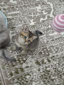 Кошки шиншила продажа