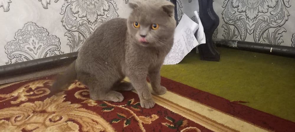 Scottish Fold shoklandiya qiyshiq quloq mushugi — 1