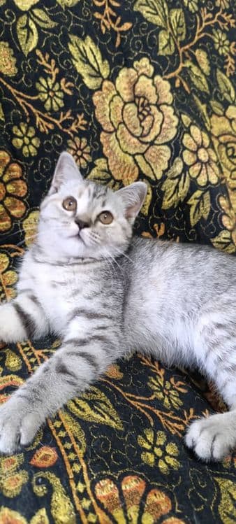 Котята породистые — 1
