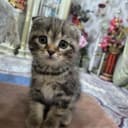 Котяты из пароды scottish fold