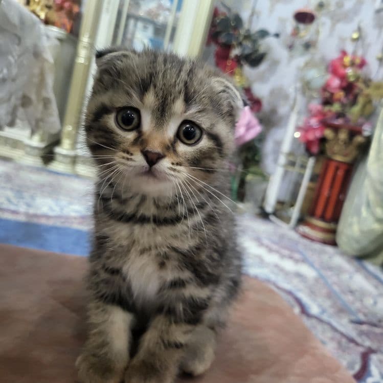 Котяты из пароды scottish fold — 1