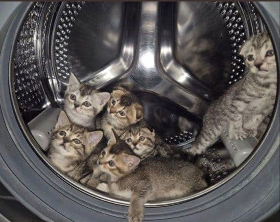Скоттиш фолд-страйт — 1