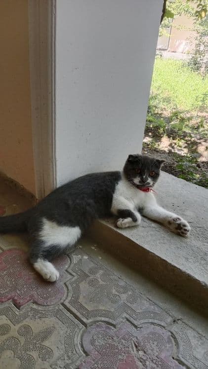 Мушук скоттиш фолд кз бола — 1
