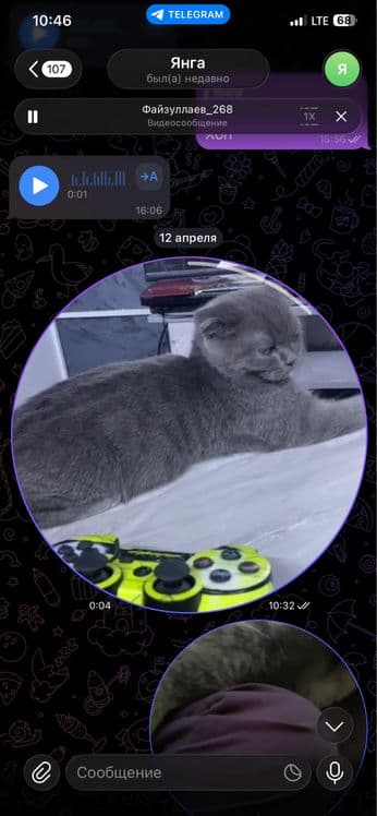 Скотиш фолд сотилади 3 ойлик — 1