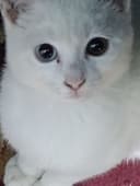 Turkish angora mushukcha